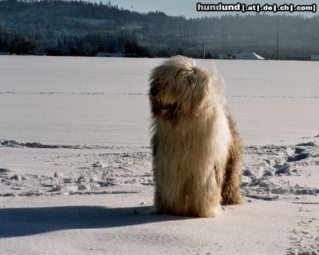 Bobtail Hunde Foto 8618 Bobtail dino im schnee