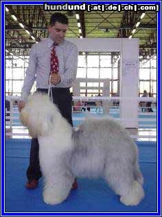 Bobtail Champion at the show