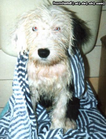 Bobtail Hunde Foto 9720 Bobtail Freddy nach dem baden