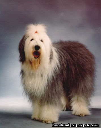 Bobtail Hunde Foto 4304 Bobtail Ginger, frisch gebürstet