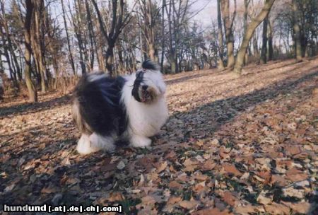 Bobtail Hunde Foto 5434 Bobtail Bob 4 yers
