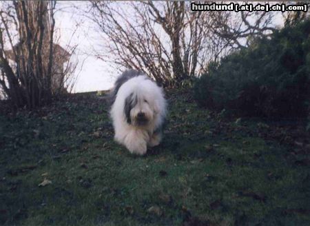 Bobtail Hunde Foto 5433 Bobtail Bob 4 yers