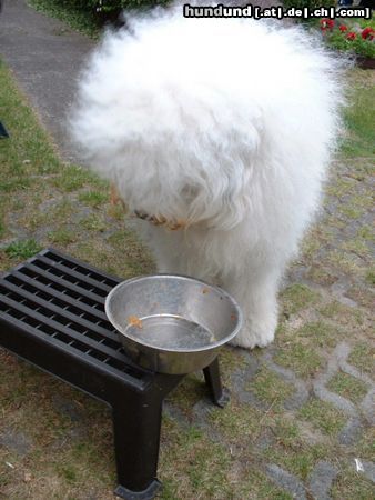 Bobtail Hunde Foto 9732 Bobtail was ist der Napf schon leer? Ich habe noch hunger!