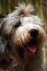 Bobtail Foto: Bin ich nicht schön? (ID 22189) Bobtail Hund