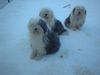 Bobtail Foto: 3Bobis im Schnee (ID 5199) Bobtail Hund