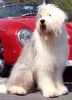 Bobtail Foto: Dino 1.5 jahre 74cm schulterhöhe (ID 8404) Bobtail Hund