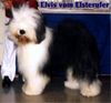 Bobtail Foto: Elvis v.Elsterufer (ID 5196) Bobtail Hund