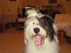 Bobtail Hund