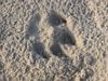Bobtail Foto: ...Hardys Bobtail-Spur im Sand (ID 7418) Bobtail Hund