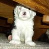 Bobtail Foto: Angel Del Pierro from Stone´s hier gerade 3 Wochen alt. (ID 6472) Bobtail Hund