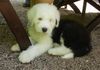 Bobtail Foto: Angel Del Pierro from Stone´s hier 8 Wochen alt. (ID 6473) Bobtail Hund