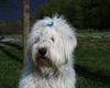 Bobtail Foto: Hummel lässt sich auch gerne fotografieren, ein bischen eitel sind wir ja schon :-) (ID 3461) Bobtail Hund