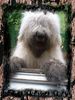 Bobtail Foto: Ich will Gärtner werden (ID 9716) Bobtail Hund
