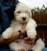 Bobtail Foto: Angel Dorothy from Stone´s hier 7 Wochen alt. (ID 6474) Bobtail Hund