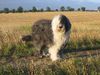 Bobtail Foto: Antonia, vom Winde verweht... (ID 5783) Bobtail Hund