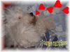 Bobtail Foto: Ich will Gärtner werden (ID 9717) Bobtail Hund