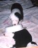 Bobtail Foto: He werd mal wach (ID 9718) Bobtail Hund