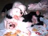 Bobtail Foto: Ich werde ein Superstar (ID 9715) Bobtail Hund