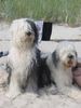 Bobtail Foto: Ostsee-Urlaub 2003 (ID 5193) Bobtail Hund