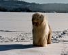 Bobtail Foto: dino im schnee (ID 8618) Bobtail Hund