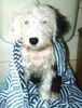 Bobtail Foto: Freddy nach dem baden (ID 9720) Bobtail Hund