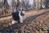 Bobtail Foto: Bob 4 yers (ID 5434) Bobtail Hund