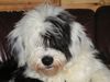 Bobtail Foto: Dafni aus Grichenland 5Monate (ID 20237) Bobtail Hund