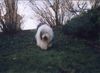 Bobtail Foto: Bob 4 yers (ID 5433) Bobtail Hund