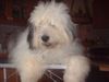 Bobtail Foto: Uranka 13,5 Jahre (ID 5197) Bobtail Hund