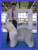 Bobtail Foto: Champion at the show (ID 21778) Bobtail Hund