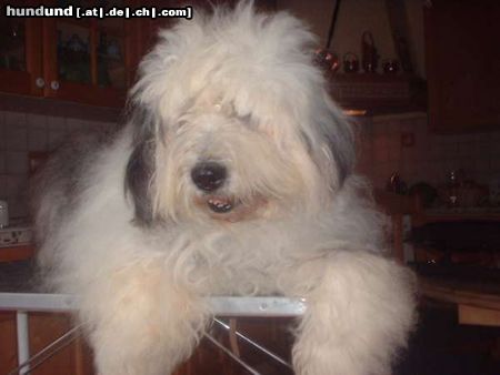 Bobtail Hunde Foto 5197 Bobtail Uranka 13,5 Jahre