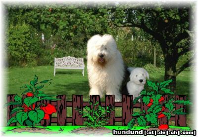 Bobtail Hunde Foto 10505 Bobtail Vater und Sohn