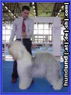 Bobtail Champion at the show