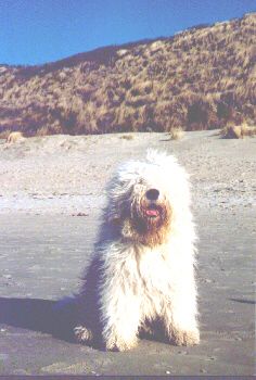 Bobtail Hunde Foto 1399 Bobtail Zeeland