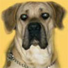 Boerboel