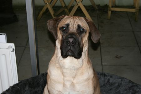 Boerboel Hunde Foto 30306 in höherer Auflösung ansehen Boerboel M&M Dakar