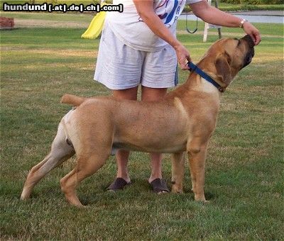 Boerboel Hunde Foto 23438 in höherer Auflösung ansehen Boerboel Lexus