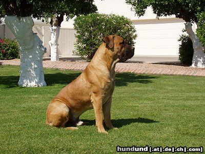 Boerboel Hunde Foto 23439 in höherer Auflösung ansehen Boerboel Lexus 2