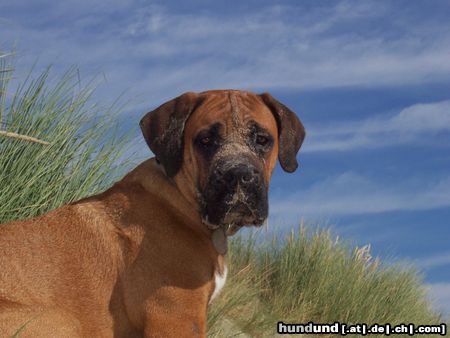 Boerboel Hunde Foto 26171 in höherer Auflösung ansehen Boerboel M&M Piet