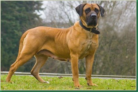 Boerboel Hunde Foto 30308 in höherer Auflösung ansehen Boerboel Dara