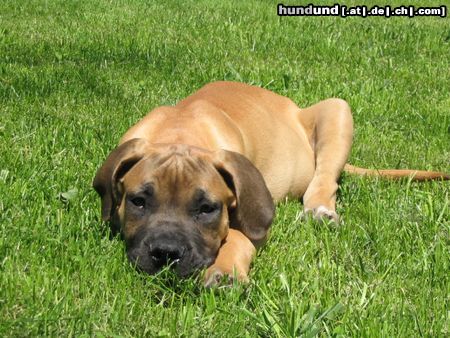 Boerboel Hunde Foto 12582 Boerboel 14 Wochen alt