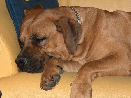 Boerboel Hunde Foto 35580 in höherer Auflösung ansehen Boerboel Anasha Nelson schlafend....