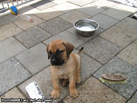 Boerboel Hunde Foto 23216 in höherer Auflösung ansehen Boerboel puppys von aldo und tessa