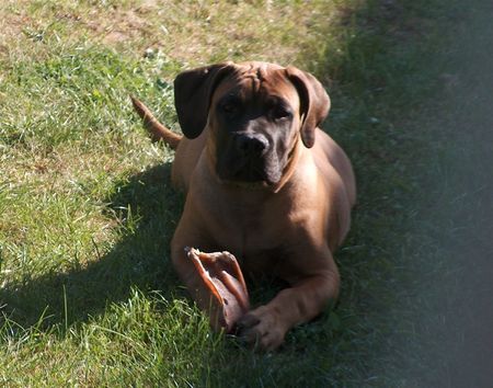Boerboel Hunde Foto 35581 in höherer Auflösung ansehen Boerboel Marboella Happy....
