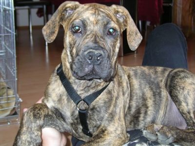 Boerboel Hunde Foto 34279 in höherer Auflösung ansehen Boerboel Anasha Freya mit 16 Wochen