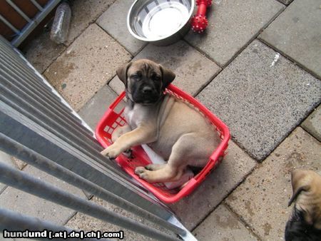 Boerboel Hunde Foto 23218 in höherer Auflösung ansehen Boerboel puppys von aldo und tessa