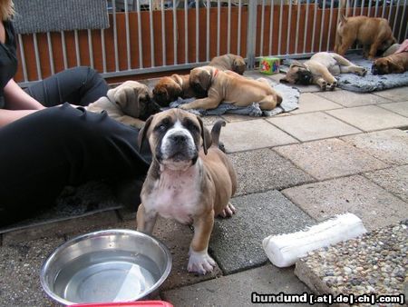 Boerboel Hunde Foto 23219 in höherer Auflösung ansehen Boerboel puppys von aldo und tessa