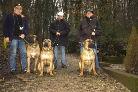 Boerboel Hunde Foto 30312 in höherer Auflösung ansehen Boerboel M&M Bibi, M&M akilah und aldo