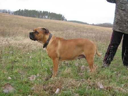 Boerboel Hunde Foto 37030 in höherer Auflösung ansehen Boerboel