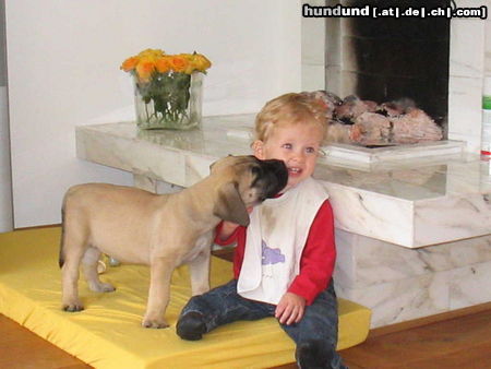 Boerboel Hunde Foto 24669 Boerboel M&M Dakar 9 woche